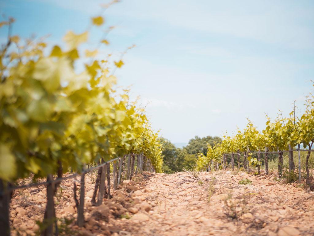 Les vignes sont réparties sur 2 appellations : les Costières de Nîmes et les Côtes du Rhône.